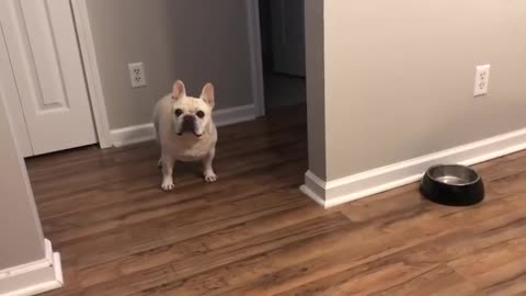 Angry French Bulldog on Diet Throws Tantrums for Not Getting Food