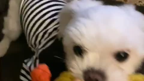 Give me my duck!
