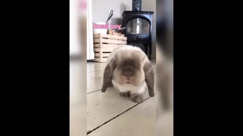 Funny and Bunny Rabbit Video