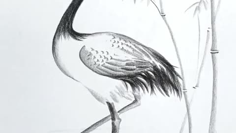 Beautiful Peacock sketch / drawing...