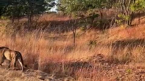 lions on the kariba road in zimbabwe