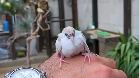 Saving this baby bird in the Aviary