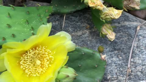 Busy Bee in a Yellow flower of cactus in Brooklyn