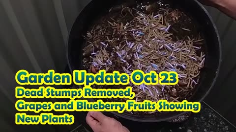 Garden Update Oct 23 - Dead Stump Removed, Grape & Blueberry Fruits Showing, New Plants