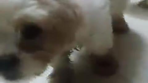 Baby cute dog with funny comedy