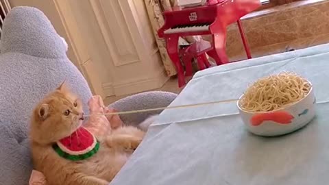 Funny cats - Part 13