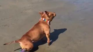 Disc injuries won't stop this pup from enjoying the beach