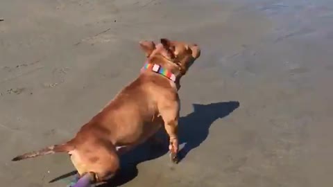 Disc injuries won't stop this pup from enjoying the beach