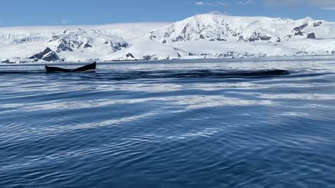 Whales in the sea and in front of the snow a wonderful view