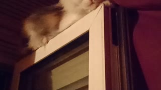 My cat meows up on the window Private video