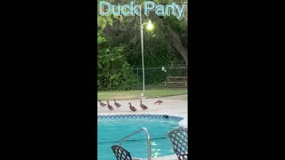 Duck Party