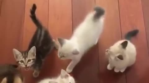 Cute Kittens Meowing For Food