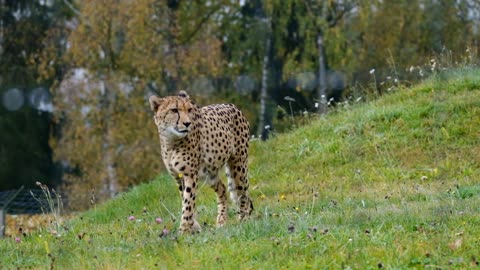 Cheetah Leopard Feline Carnivore Mammal Animal