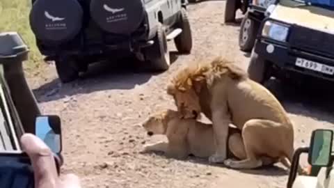 Simba Having Fun In Serengeti🦁 🦁