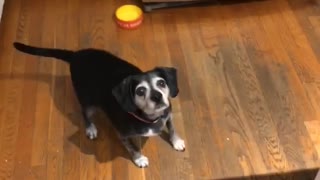 Athletic dog repeatedly catches snacks in mid-air