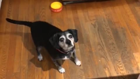 Athletic dog repeatedly catches snacks in mid-air