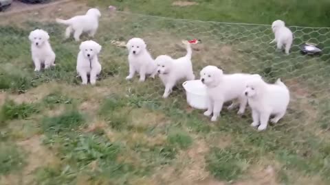 Puppy your family videos training 🐕🐕🐕🐕🐇
