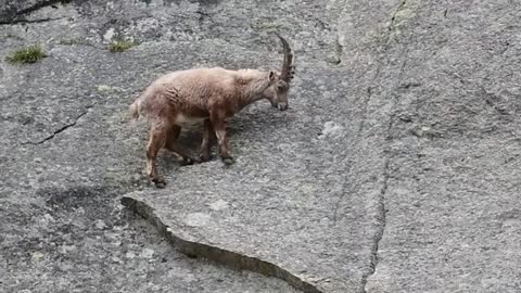 Extremely brutal Mountain Goat Hunting Eagles Dramatic Hunting In The Animal World