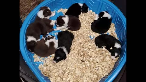 Border Collie Puppies