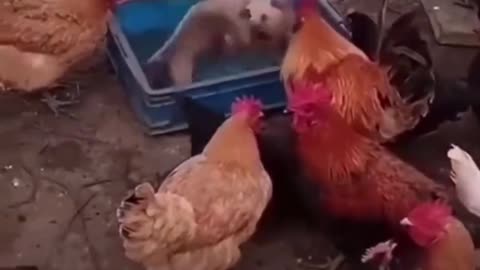 Funny fight