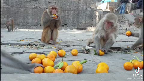 Feeding orange to the wild monkey