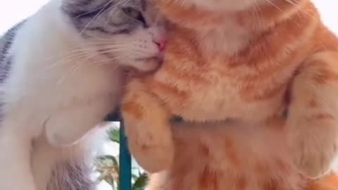 Amazing Fun Funny Cats 🐈 Videos