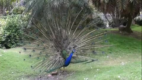 Beautiful Dancing Peacock