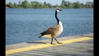 Canadian Geese At Lakefront Promenade Marina Mississauga Ontario