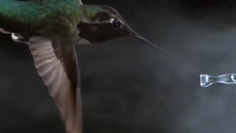 Hummingbird