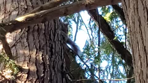 Bathing in the morning sun in a tree