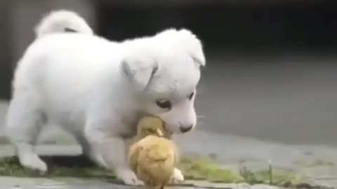 Wow Amazing puppy Help!!!