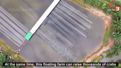 How to Millions of Mud Crab Farming in Box - Soft Shell Mud Crab Farming Technology in Asian