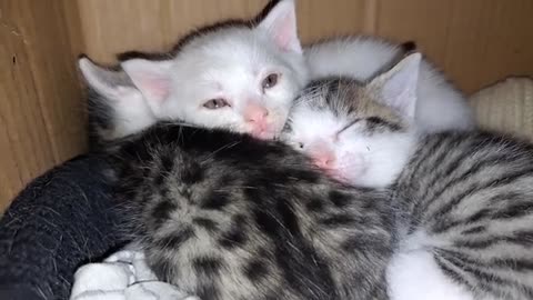 Sweet, Beautiful, Baby Kittens 🥰 Baby kittens are sleeping