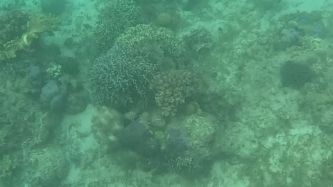 Snorkeling Adventures Philippines. The reef is growing fast, so many new corals, color, and life!!