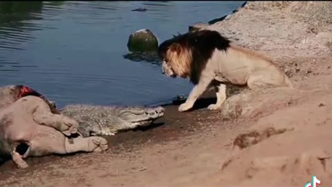 Crocodile vs Lion