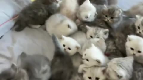 What adorable little cats