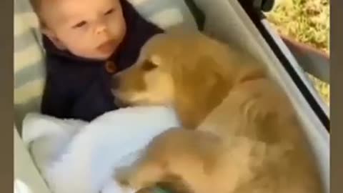 Dog and little baby