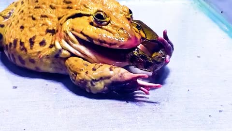 Asian bullfrog vs big snake