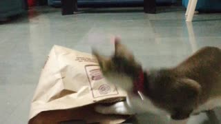 Cats Play Hide-and-seek With A Paper Bag