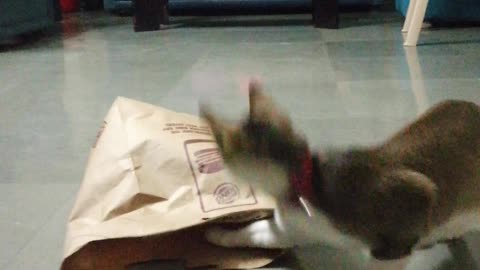 Cats Play Hide-and-seek With A Paper Bag