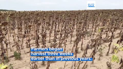 Drought devastates corn and sunflower fields in Romania