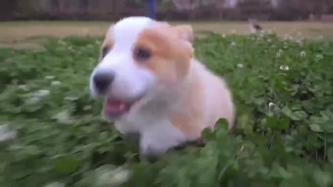 Look at this puppy running cheerfully in the lawn, this is really cute