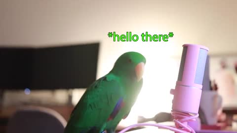 Bird Whispers Into Microphone for 5 Minutes Straight (to cure your sadness) *with subtitles* :)