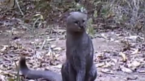 Realy Rare Footage of a Jaguarundi🤯💯