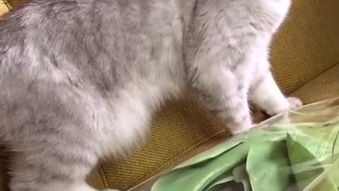 Funny and Cute Cat's Life 👯😺 Cats and Owners are the best friends Videos