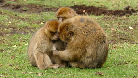 Ape Monkey Primate Barbary Macaque Animal Cute