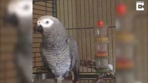 Annoyed Parrot Tells the Dog Off For Barking TOo Much...