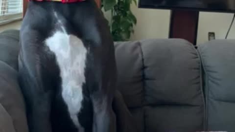 Sleepy Great Dane Trying to Stay Awake