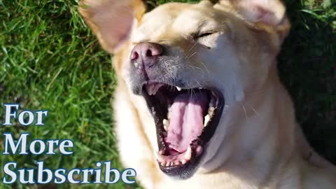 Must watch funniest dogs decides to sing!!Very beautiful
