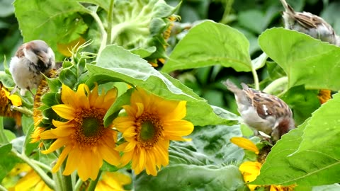 Sparrow find Foods from sunflowers